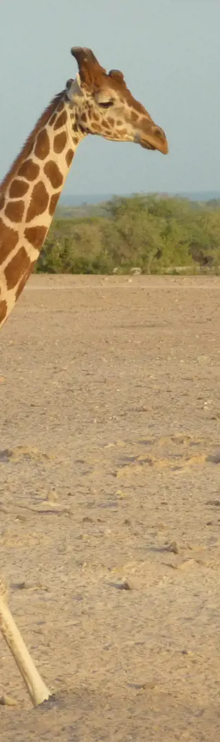 Auf Safari